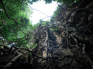 The amazing nature of the trees and giant vine. It takes about 10 or 100 years to grow. Is...