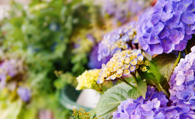 hydrangea flower - selectie focus