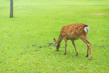 Naklejka na ściany i meble Sika deer roaming and grass grazing at green field on summer in Nara Public Park, Nara, Japan