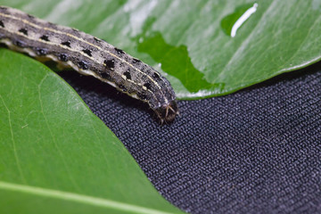 close up of common cutworm on leaves