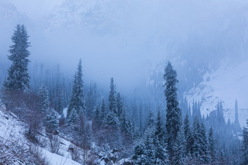 Fototapeta na wymiar winter fog on a mountainside with spruce trees