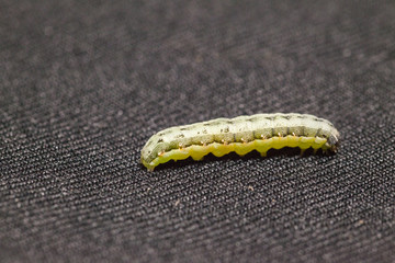 close up of Beet armyworm on black background