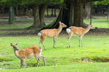 Sika deers roaming and grass grazing at green field on summer in Nara Public Park, Nara, Japan