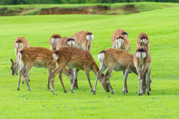 Naklejka na ściany i meble Sika deers roaming and grass grazing at green field on summer in Nara Public Park, Nara, Japan