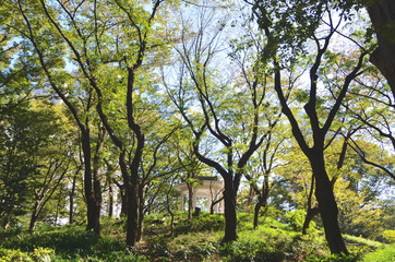 Fototapeta na wymiar 新宿中央公園
