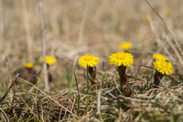 Closeup of a blooming coltsfoot (Tussilago farfara) spring flowers growing among dry brown grass on a field. A nectar source is a flowering plant.