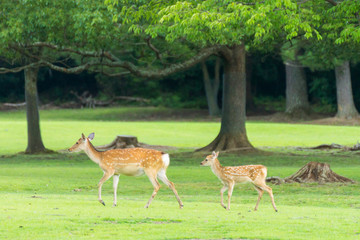 Sika deers roaming and grass grazing at green field on summer in Nara Public Park, Nara, Japan
