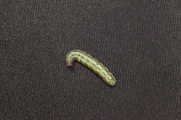 close up of Beet armyworm on black background