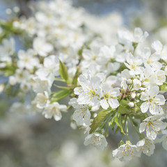 Blooming beautiful snow-white cherry on a spring day close-up, background.