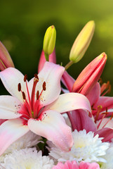 Obraz na płótnie Canvas Macro shot of a pink dahlia .