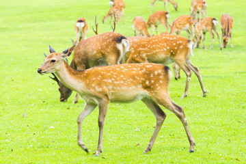 Sika deers roaming and grass grazing at green field on summer in Nara Public Park, Nara, Japan