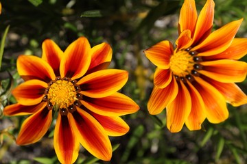 Colorful orange and yellow Gazania flower in the garden in spring