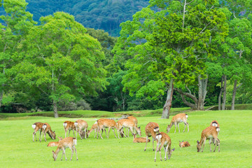 Sika deers roaming and grass grazing at green field on summer in Nara Public Park, Nara, Japan