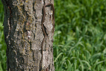 piccolo serpente sopra un albero