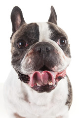 extreme close up french bulldog brow and white dog isolated