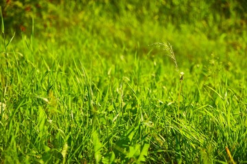 Green Grass Field