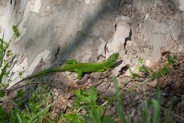 ramarro si riscalda al sole