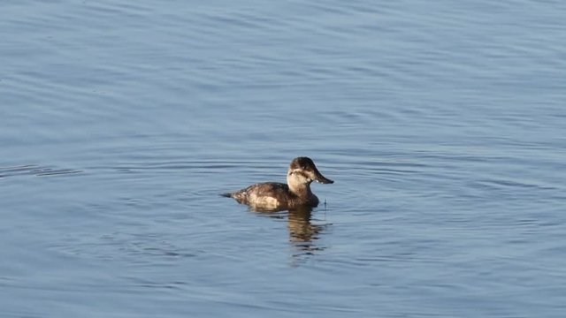 HD Video of one female ruddy duck swimming and diving for food. These birds dive and swim underwater. They mainly eat seeds and roots of aquatic plants, aquatic insects and crustaceans.
