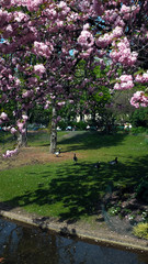 Spring in paris 