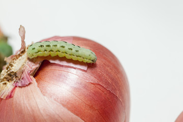 close up of cotton bollworm on onion