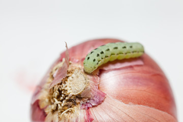 close up of cotton bollworm on onion