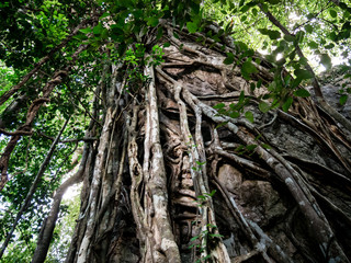 The amazing nature of the trees and giant vine. It takes about 10 or 100 years to grow..Is beautiful The nature of Thailand.