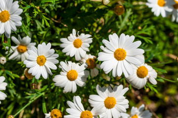 Obraz na płótnie Canvas Closeup of daisy flowers in spring