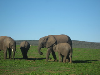 South Africa - Elephants