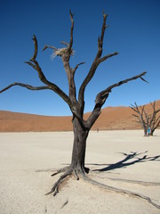 Arbre pétrifié dans le Namib