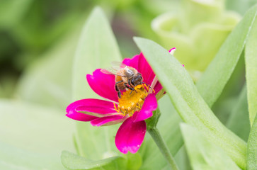 bee