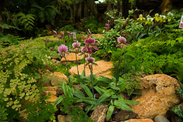 Streaked orchid flowers vintage tone