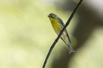 Fototapeta premium greenfinch chloris bird on tree
