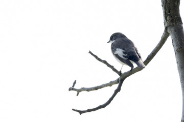 black nurse bird or ficedula hypoleuca on tree