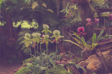 Streaked orchid flowers vintage tone