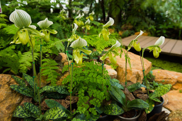 Streaked orchid flowers vintage tone