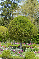 Laurier du Portugal, Prunus lusitanica, Buis, Buxus sempervirens, Parc de Sceaux, Domaine départemental de Sceaux, 92, Hauts de seine