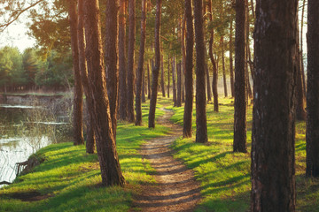 Pine tree forest pathway with evening spring sunlight, selective focus