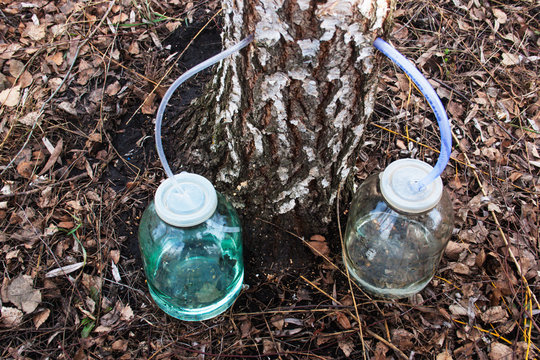 Gathering birch juice in the glass banks. Candid.