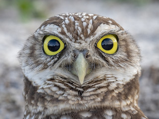 Burrowing Owl Eyes
