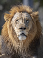 Male African Lion Portrait