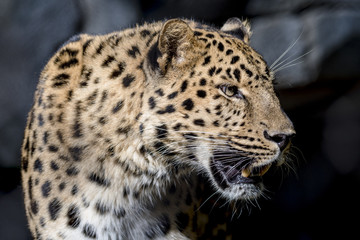 Fototapeta na wymiar Leopard Head and Spot Profile