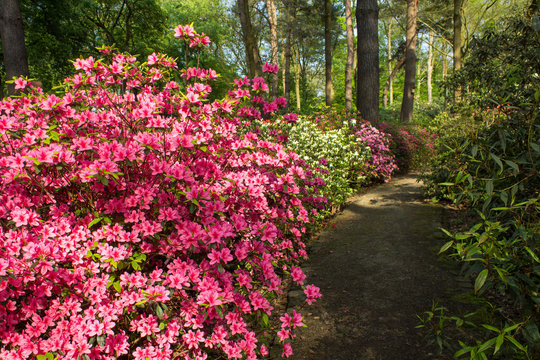 The rhododendron park, Bremen.