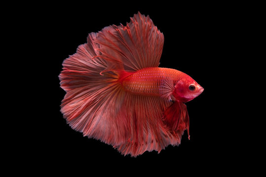 The moving moment beautiful of siam betta fish in thailand on black background. 