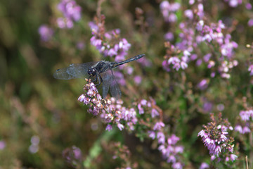 The dragonfy on the heather