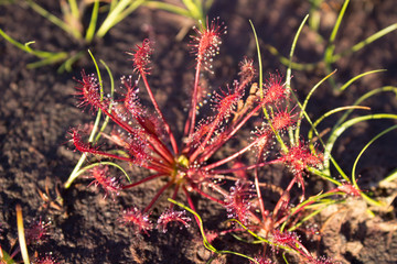 The sundew in moorland.
