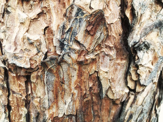 Bark of tree nature texture use as background of nature
