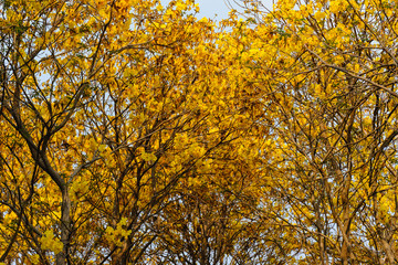 Obraz premium Flower colorful in nature at thailand