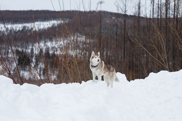Portrait of beautiful free Beige and white Siberian husky standing at the top of the hill in the background of mountains and forest in winter. Gorgeous Dog on the background of a natural landscape