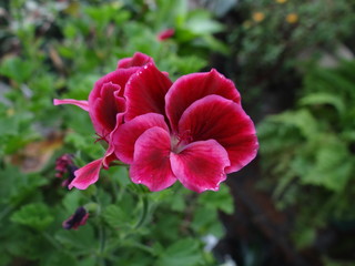 Obraz premium Naturaleza