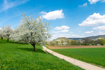 spring in soth germanA spring landscape with cherry trees in white blossom, green, lush meadows and a bright blue sky.y